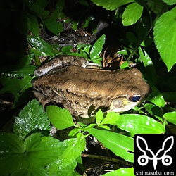 沖縄県の天然記念物に指定されているホルストガエルは、暗くなるとあちこちに出現します。