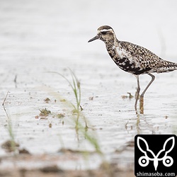 ムナグロ夏羽後期。