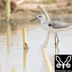 コアオアシシギ冬羽へ。コアオアシシギは、8羽の群れでいました。