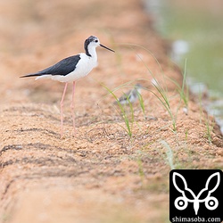 セイタカシギのオス成鳥。
