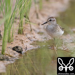 ヒバリシギ幼鳥。