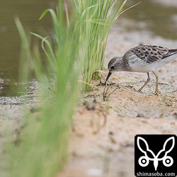 グレーっぽいヒバリシギ。