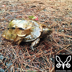 雨の降る林道には、国の天然記念物のリュウキュウヤマガメが現れました。