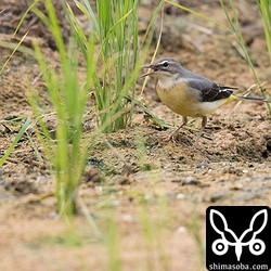 今季初のキセキレイ。