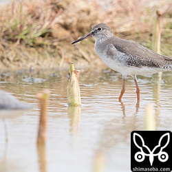 アカアシシギほぼ冬羽。