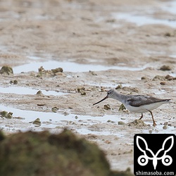 ソリハシシギも砂浜を駆け回りながらカニを捕まえていました。