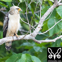 約1カ月半ぶりに再会したカンムリワシの幼鳥。順調に餌取りなども覚えているようです。