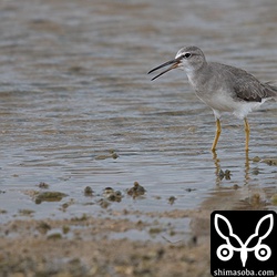 キアシシギは、近くに舞い降りると物悲しそうな鳴き声を上げていました。