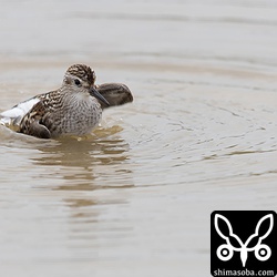 雨の中、水浴びするヒバリシギ。