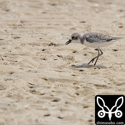 カニを捕まえたオオメダイチドリ。幼鳥かな? 忍び足で近づき、パクッと捕まえます。