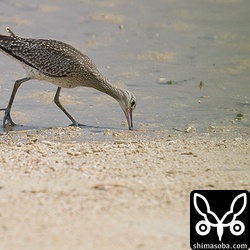 チュウシャクシギは波打ち際を歩きながら、カニの巣を見つけては長いくちばしを差し込みカニを探していました。