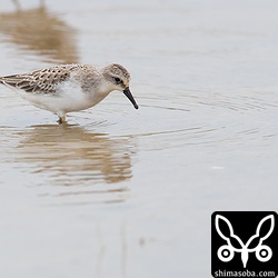 トウネン幼鳥。田んぼでヒバリシギと行動を共にしていました。