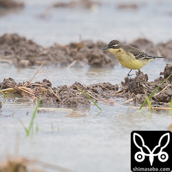たくさんいたツメナガセキレイ。越冬個体は、これからまだまだ増えると思います。