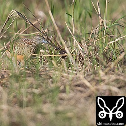 ミフウズラのオス。