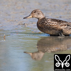 脇の羽が尖った「V」字に見えるのでコガモ幼鳥。