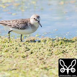 トウネン。成鳥冬羽?