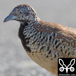 ミフウズラのメスが農道を横切って行きました。