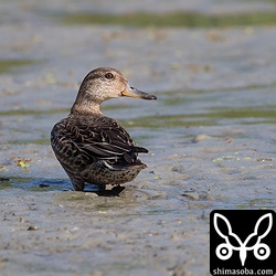 上と同じ個体。