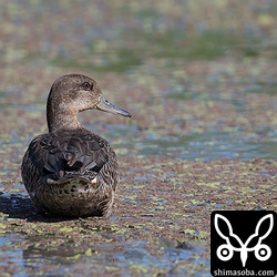 全体的に黒っぽく脇羽も尖っているのでコガモ幼鳥。