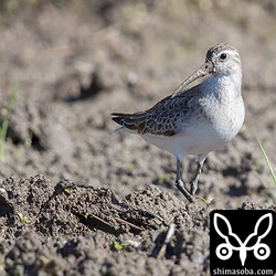 くちばしを泥に突っ込んで餌をとるものだから自慢のくちばしは泥だらけ…。^^;