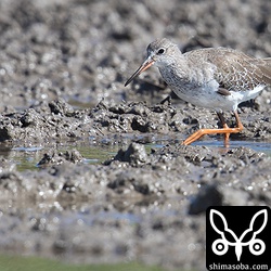 サルハマシギと同じ田んぼにアカアシシギ成鳥が1羽。ほぼ冬羽。