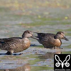 コガモ。幼鳥かな?