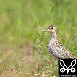 雨上がりのムナグロ冬羽。