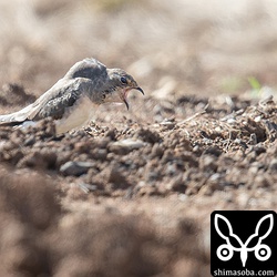 ツバメチドリ幼羽→第1回冬羽。ペリットを吐き出すと思いきや、大きなバッタを丸ごと吐き出しました。食い過ぎ?