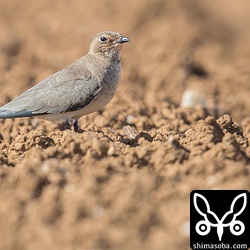 ツバメチドリ冬羽。