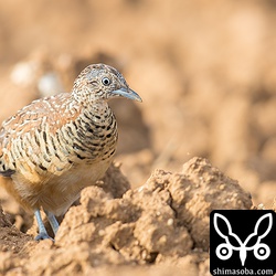 こちらもオスのミフウズラ。頭の羽が換羽しつつあります。