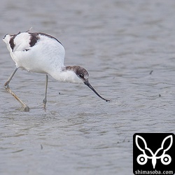 小さな巻貝や水生昆虫などをたくさん食っていました。