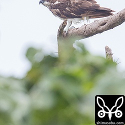 ミサゴも見る機会が増えました。越冬個体が入りだしたのかもしれません。沖縄本島では越冬時期、10羽前後のミサゴの鷹柱ができることもありますよ。^^