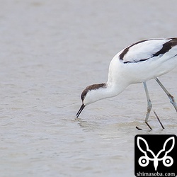 夕方の帰り道、同じ場所でまだ餌を採っていました。