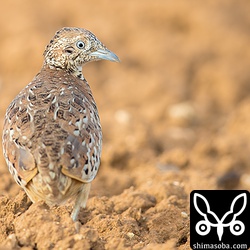 オスのミフウズラ。トコトコと向こうへ歩いて行くところだったので、鳥を立ち止まらせ、なおかつこちらを向かせる必殺技を使いました。^^ 大体の種類の鳥はこれで一瞬フリーズしてこちらを向いてくれますが、同じ個体に二度目は通用しません。^^;