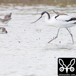 ソリハシセイタカシギの今季第1号発見。ポイントについて一発目の発見でした。