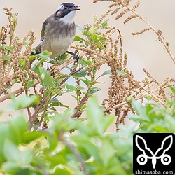 最近は、シロガシラも群れで活動することが多くなってきました。十数羽の群れで草の種子を食っていました。