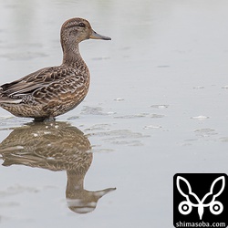 コガモは2羽いました。