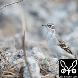ツメナガセキレイもたくさん集まっていました。