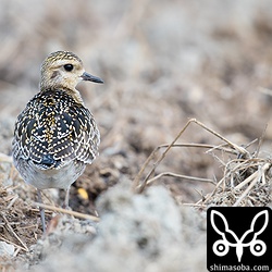 ムナグロもやってきました。