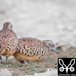 オス同士だけど仲の良いミフウズラ。