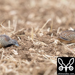 ペアのミフウズラ。出会うミフウズラはほとんどがペアです。