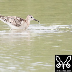 オグロシギと同じ田んぼにいたエリマキシギ幼鳥。