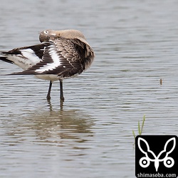 くちばしを水につけては羽繕いに勤しんでいました。