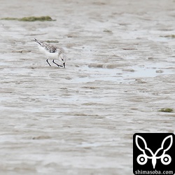 海岸にはミユビシギが数羽。本島での出会いは初めて。