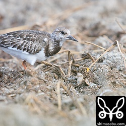 キョウジョシギは数十羽の群れでやってきました。ほとんどが幼鳥でした。