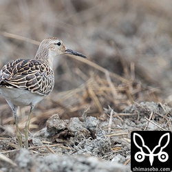 こちらは畑で出会ったエリマキシギ幼鳥。堆肥に湧く虫が鳥たちの餌となっているようでたくさん集まっていました。