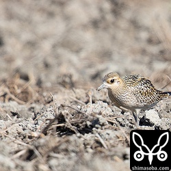 ムナグロは、先日より増えて十数羽が集結。
