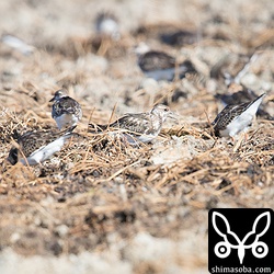 キョウジョシギ。後ろにぼんやり写ってるのも全部キョウジョシギ。めちゃくちゃたくさんいました。