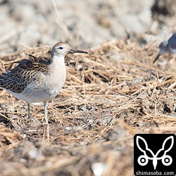 エリマキシギもまだいました。これだけ餌が豊富だとしばらくは滞在するでしょうね。