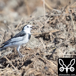 もう1羽ホオジロハクセキレイ。